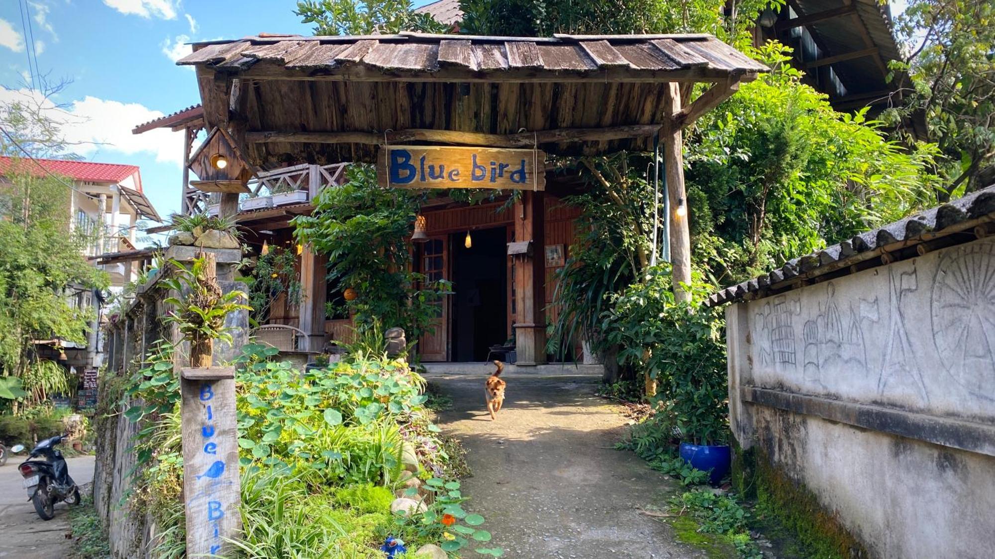 Bluebird - Cozy Indigo *
