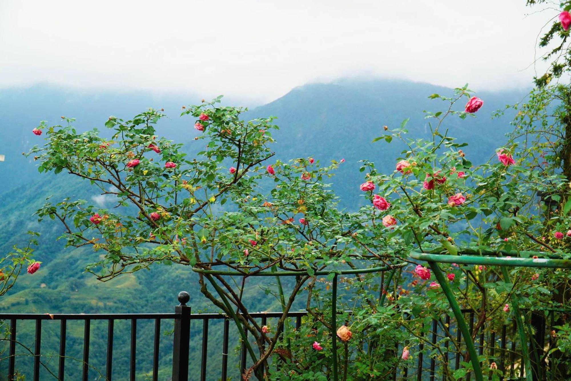 Hotel Highland Resort&spa Sapa