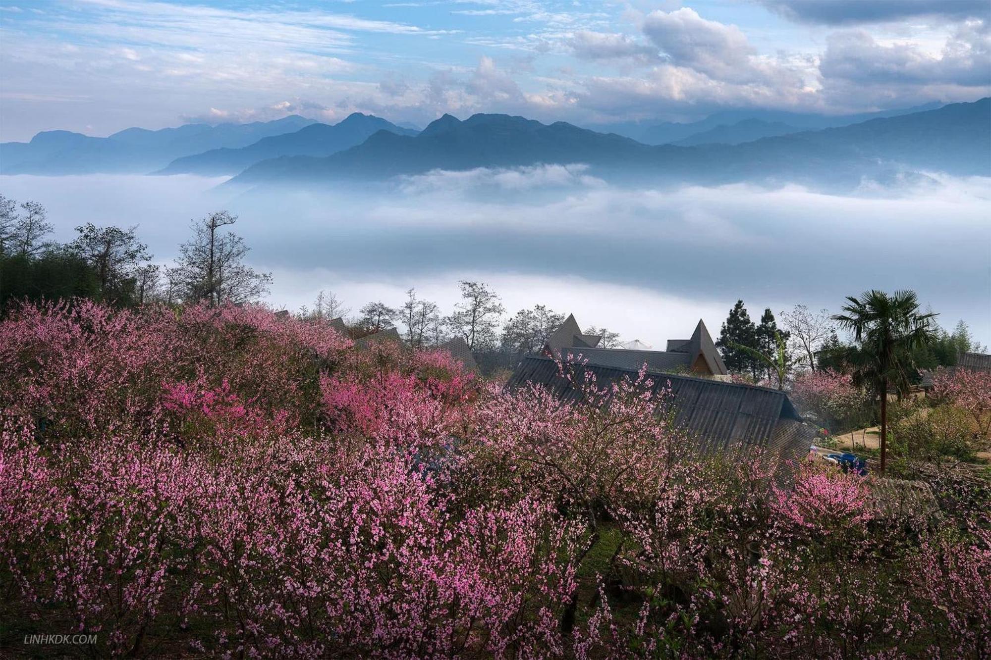 Hoa Dao * Sa Pa