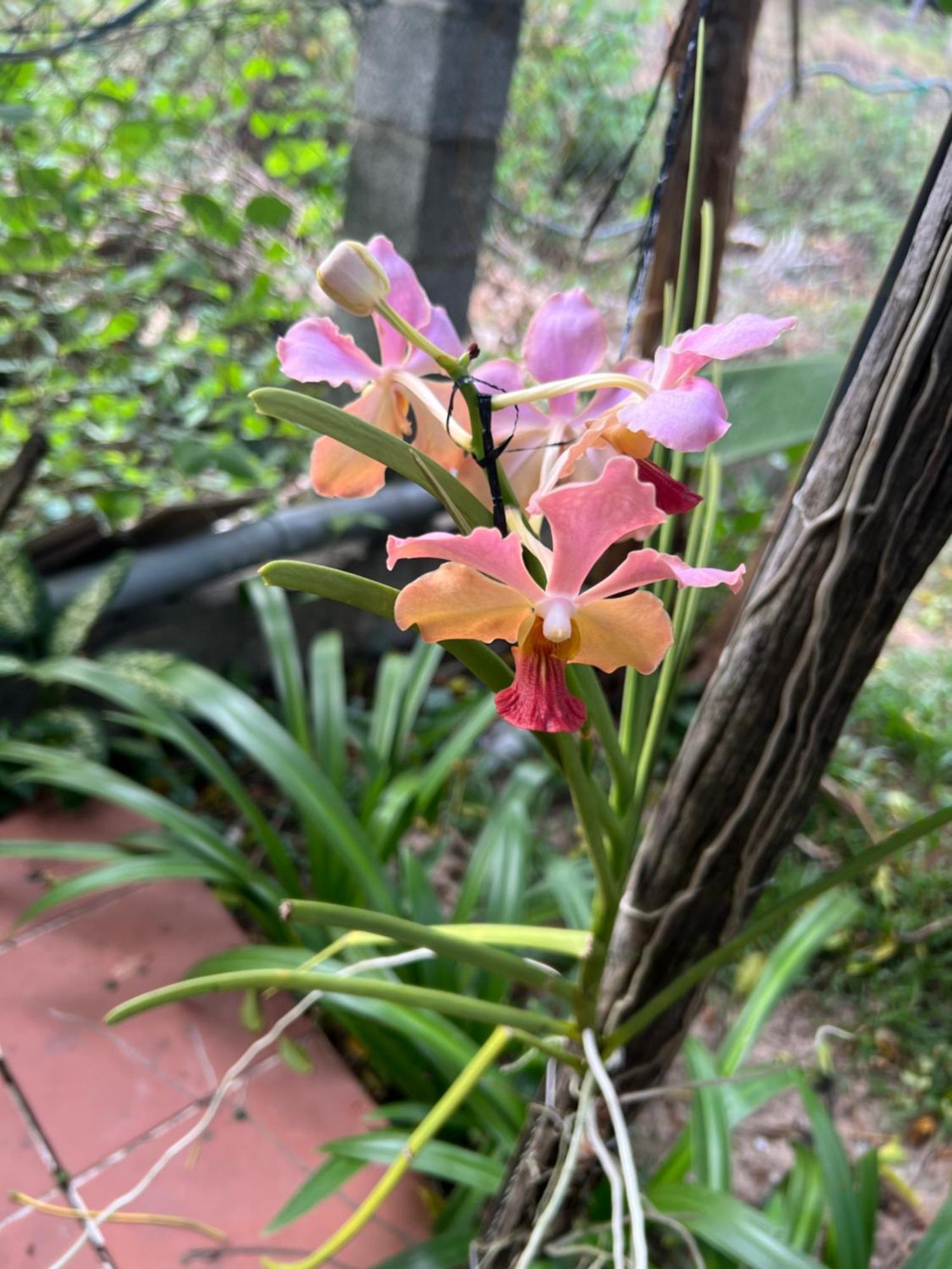 Tropical Garden *