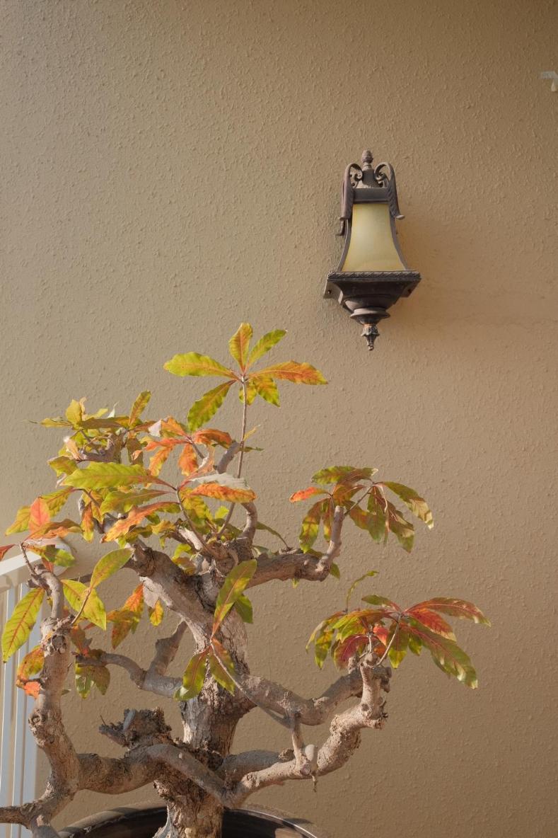 Aparthotel Lamhome Tuan Chau Island