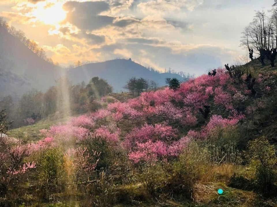 Sunshine View