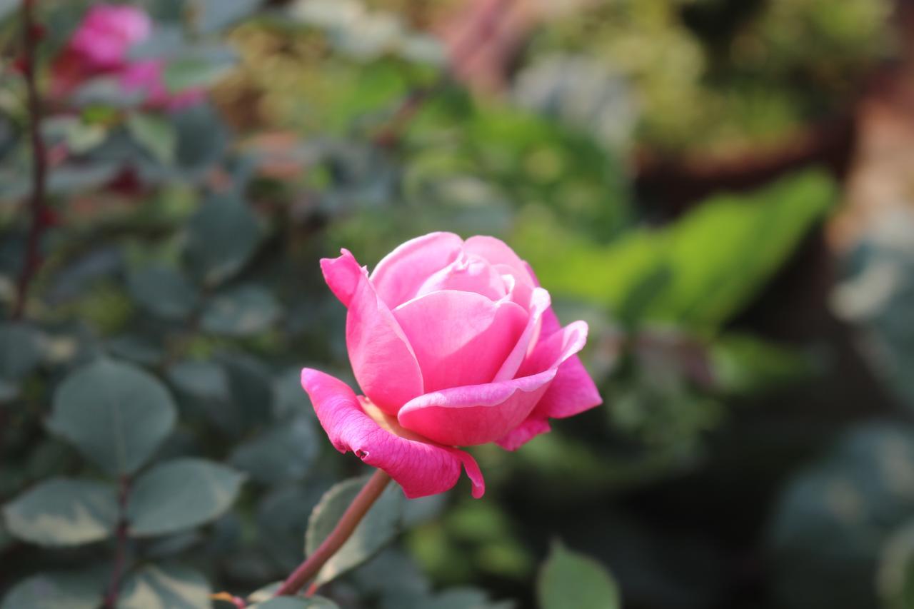 Khách sạn Garden Sa Pa