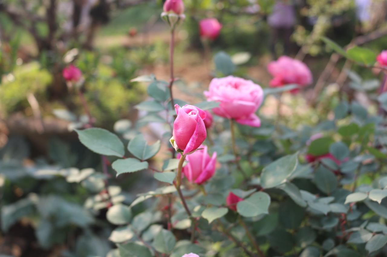 Garden 3*
