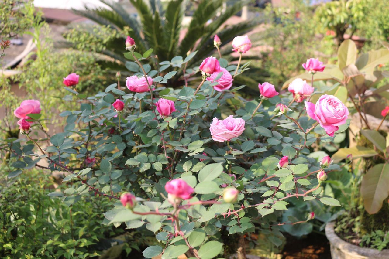 Garden Khách sạn Sa Pa