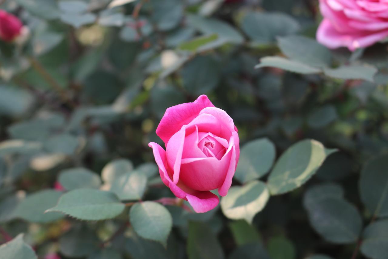 Garden Khách sạn Sa Pa