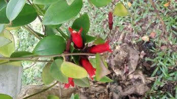 Wild 2* Phu Quoc