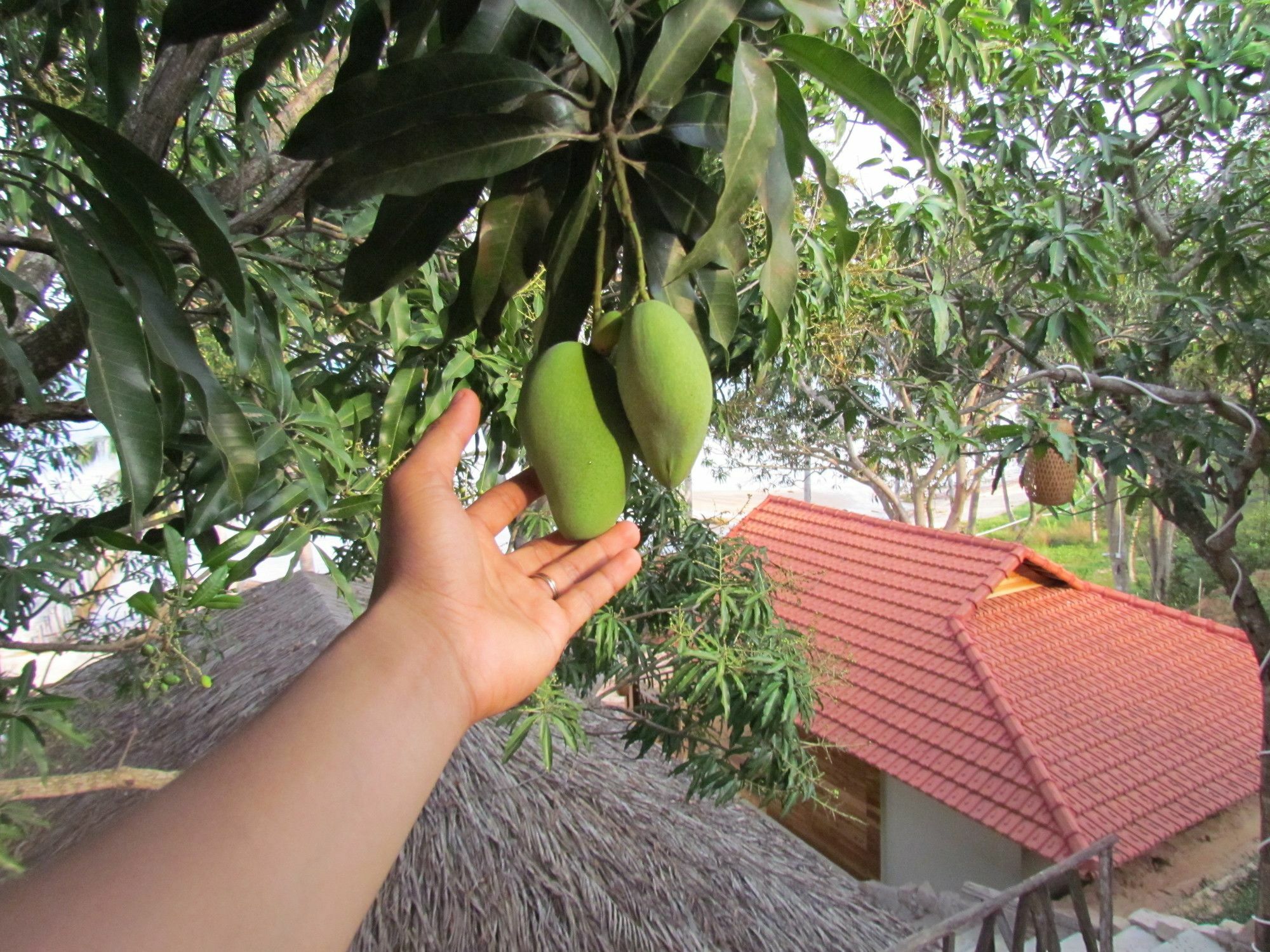 Resort Mango