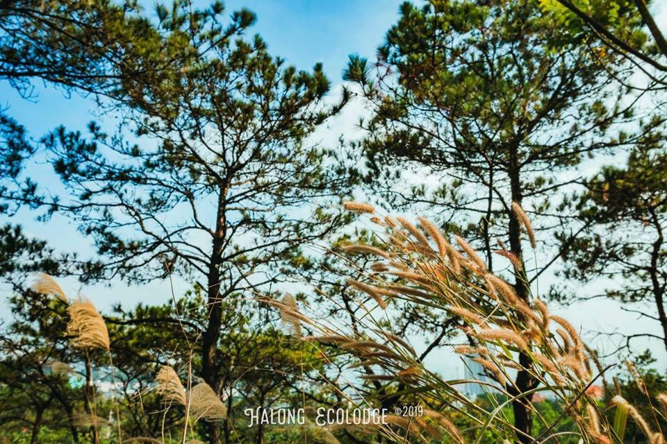 Lodge Ecolodge