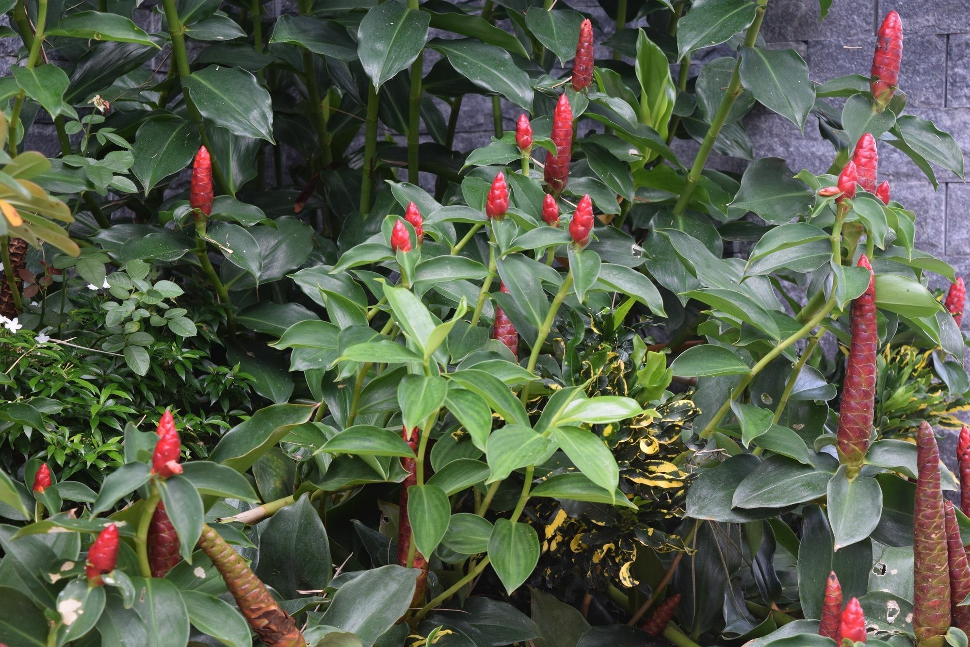 Orchid Phu Quoc