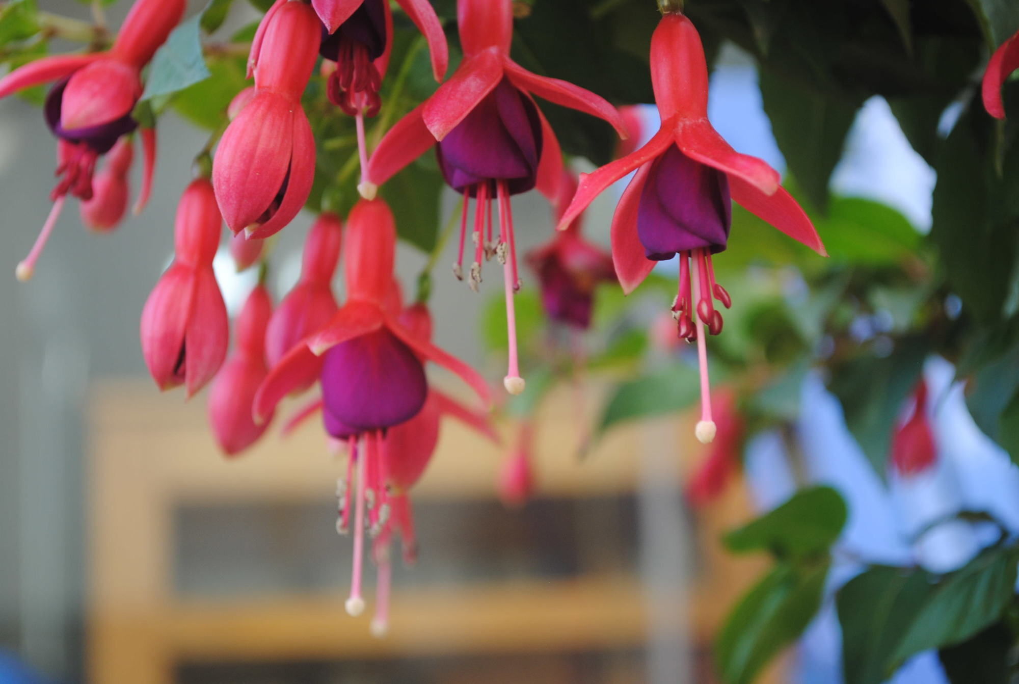 Hotel Botanic Sa Pa