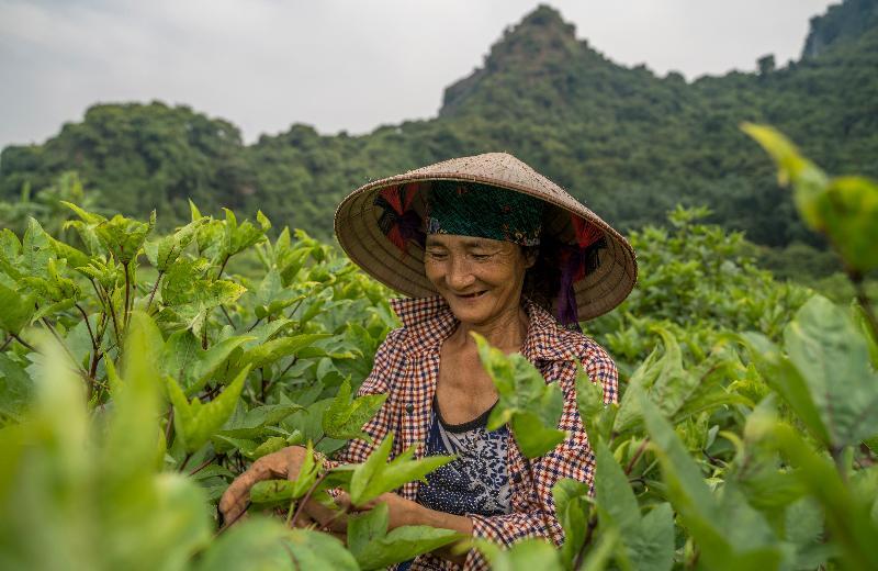  Heritage Line Ylang Cruise - Halong Bay & Lan Ha Bay