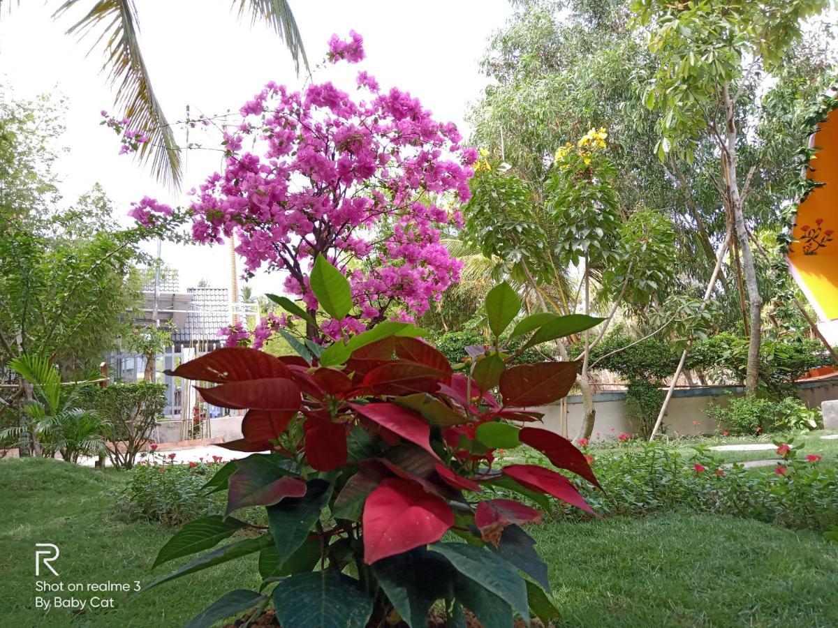 Camellia &