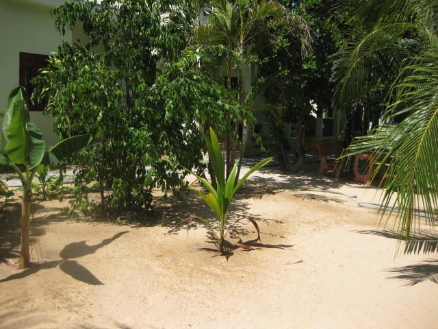 Cocosand 2*