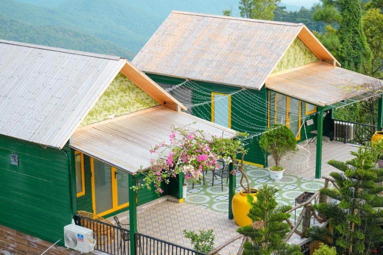 Mimosa * Hà Nội