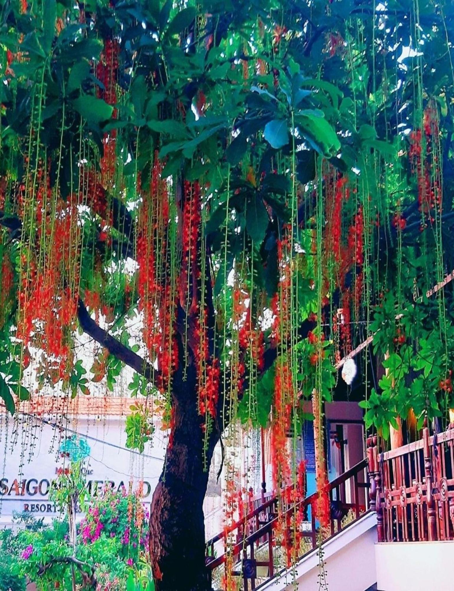 Resort Saigon Emerald 4*