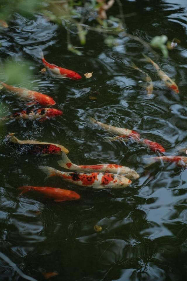 Orestay Garden Ha Long