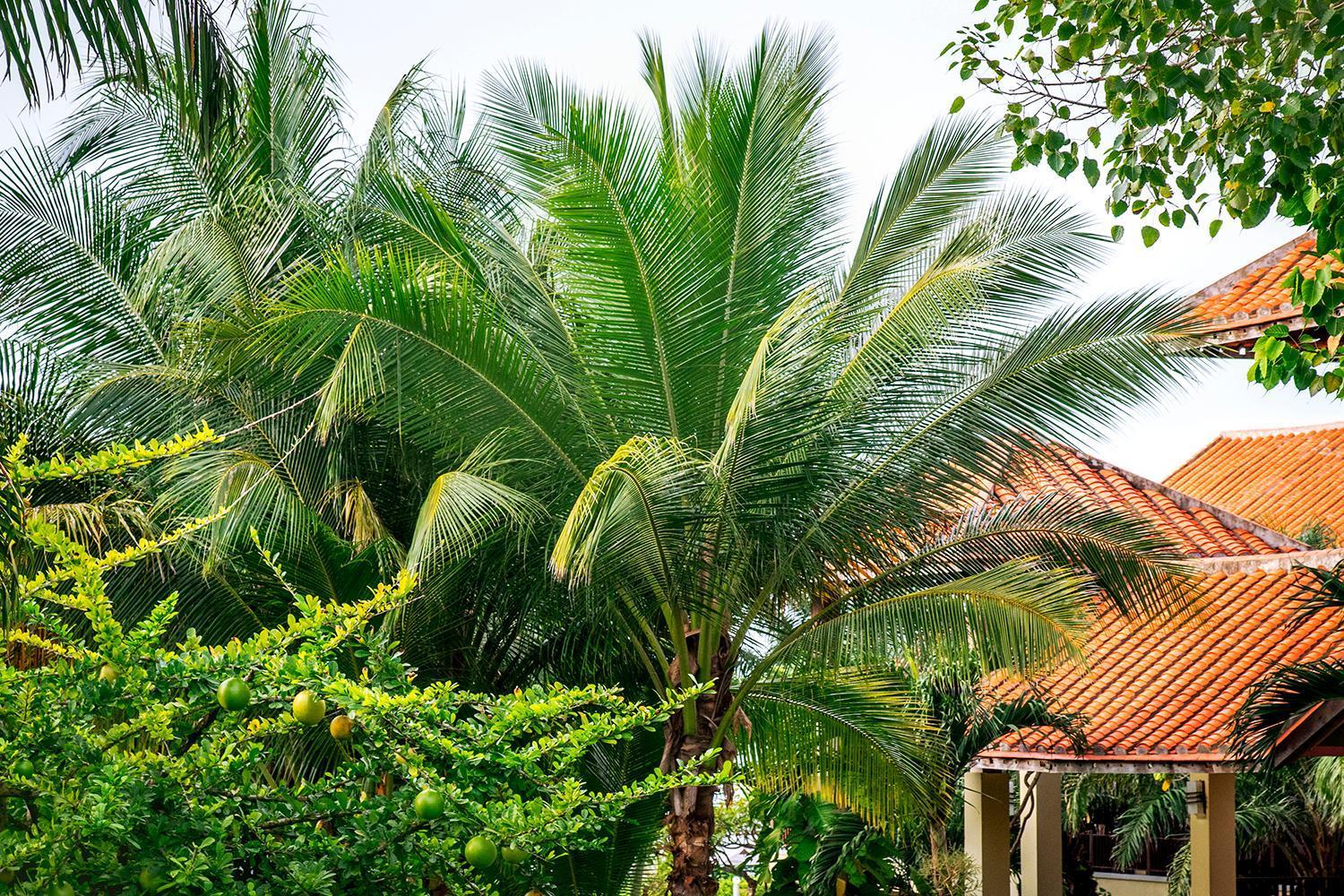 Resort Romana &