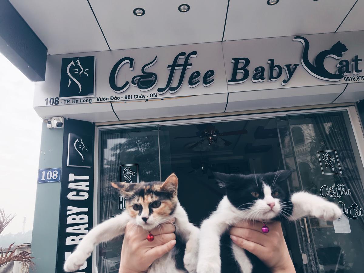Babycat & Coffee 2*