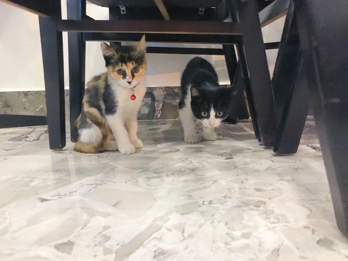 Babycat & Coffee Hotel Ha Long