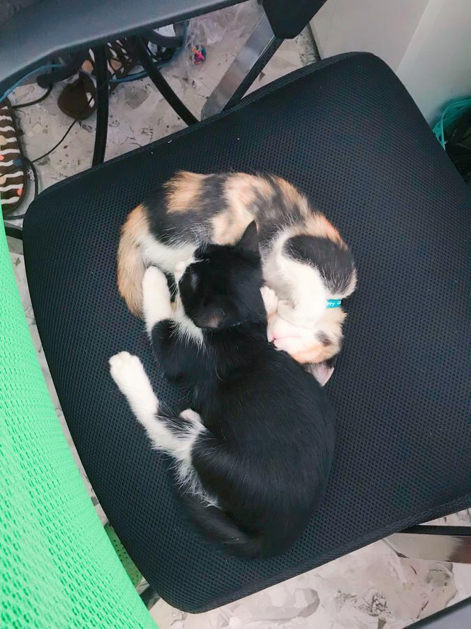 Hotel Babycat & Coffee Ha Long
