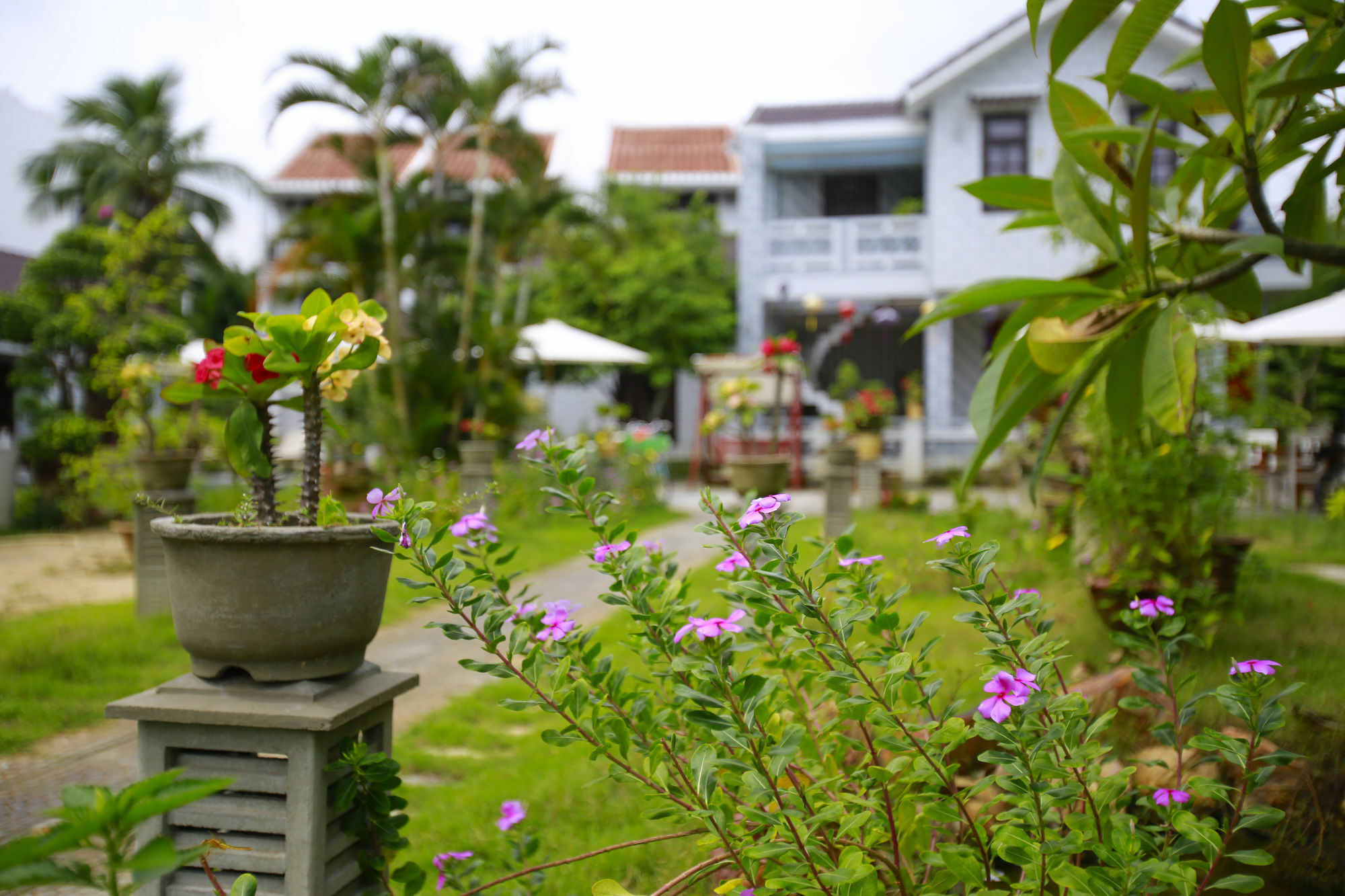 Mr Tho Garden * Hoi An